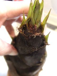 基本の基本✿タケノコの茹で方-レシピのメイン写真