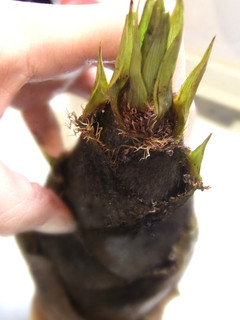 基本の基本✿タケノコの茹で方-レシピのメイン写真