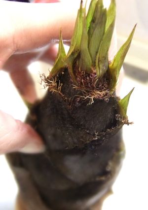 基本の基本✿タケノコの茹で方-レシピのメイン写真