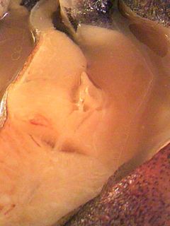 簡単:カレイの白だし煮-レシピのメイン写真