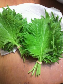 大葉(しその葉)の保存-レシピのメイン写真