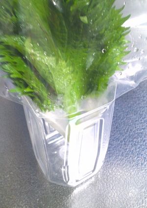 大葉の長期保存-レシピのメイン写真