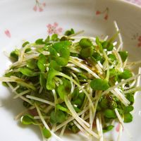 基本からアレンジまで!思わずつくりたくなる「小鉢 かいわれ 基本からアレンジまで!思わずつくりたくなる「小鉢 かいわれ