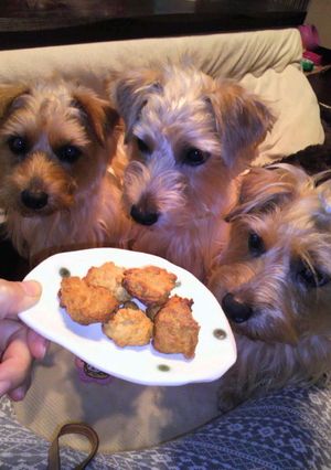ワンコの為の、きな粉クッキー-レシピのメイン写真