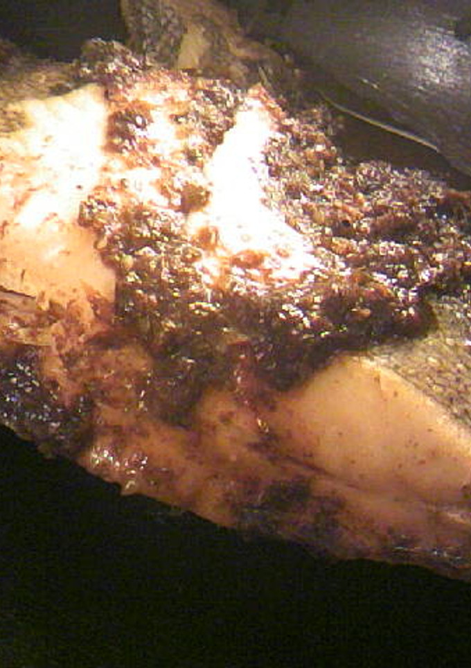 簡単：鰹節佃煮とカレイの煮物-レシピのメイン写真