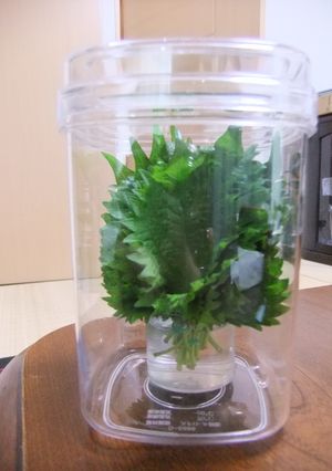 シソの葉の保存方法-レシピのメイン写真