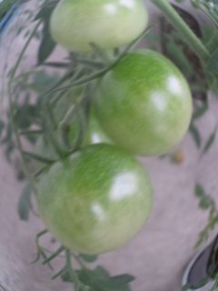 夏野菜のぬか漬け☆オススメは青トマト☆-レシピのメイン写真