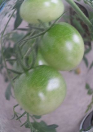夏野菜のぬか漬け☆オススメは青トマト☆-レシピのメイン写真