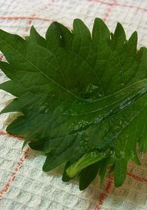 簡単！ 便利♪ 紫蘇カップ-レシピのメイン写真