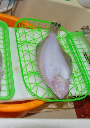 カレイの一夜干し-レシピのメイン写真