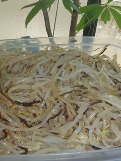 昆布つゆと塩昆布ともやしのナムル-レシピのメイン写真