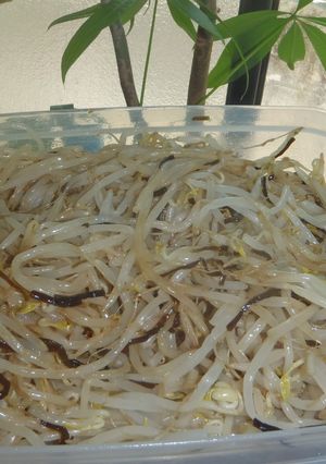 昆布つゆと塩昆布ともやしのナムル-レシピのメイン写真