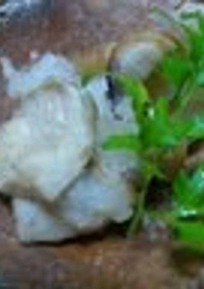 焼き椎茸のみぞれ酢和え※夏のさっぱり料理-レシピのメイン写真