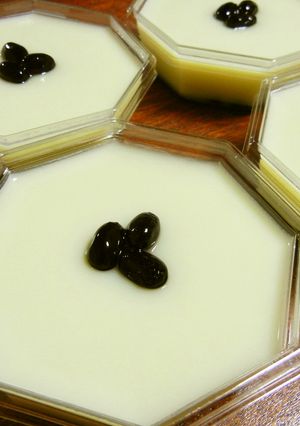 ぷるぷる❀黒豆入り抹茶ミルク❀-レシピのメイン写真