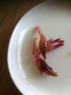 みょうが♪すし酢に漬けただけ☆-レシピのメイン写真