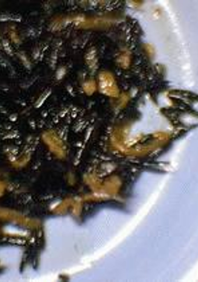 簡単！　ひじきと切干大根の煮物（鶏肉入り）-レシピのメイン写真