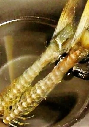 秋刀魚の骨酒♪(鯵、鰯でもOK)-レシピのメイン写真