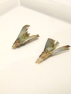 秋刀魚塩焼骨まで-レシピのメイン写真