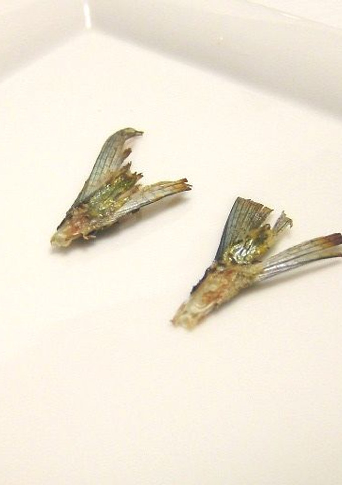 秋刀魚塩焼骨まで-レシピのメイン写真