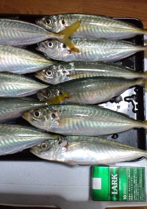 鯵の干物-レシピのメイン写真