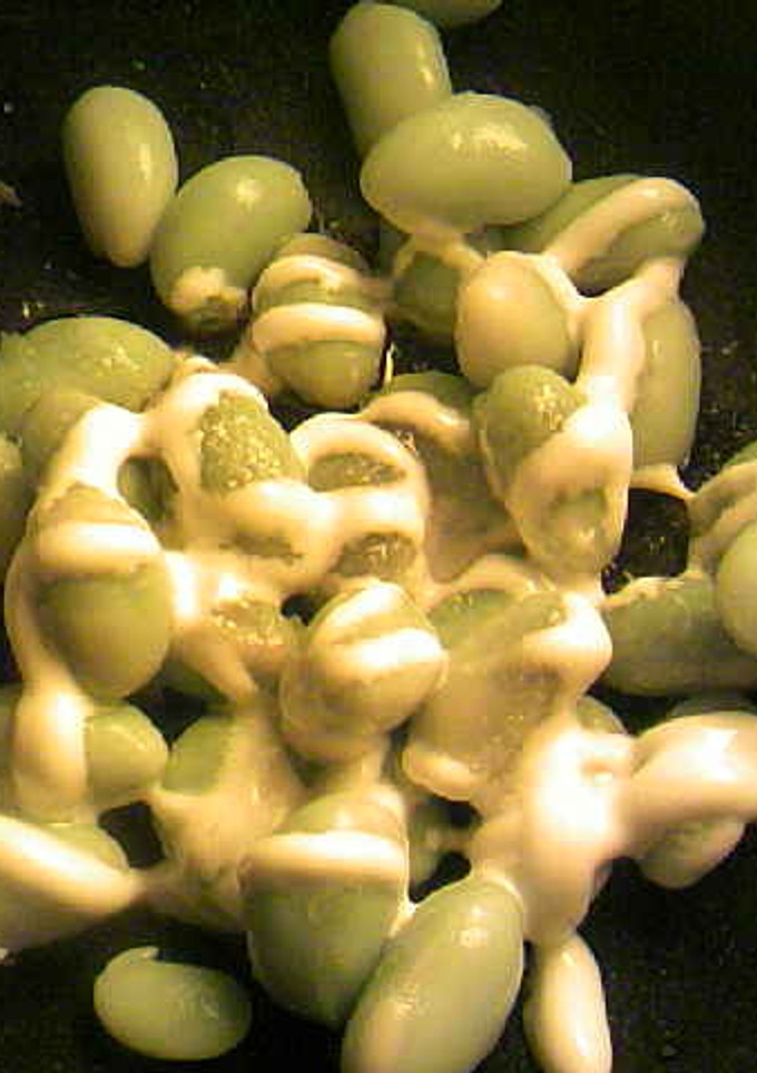 枝豆の昆布茶マヨネーズ和え-レシピのメイン写真