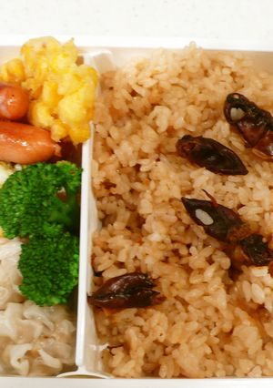 味で勝負！ホタルイカ炊き込み弁当！-レシピのメイン写真