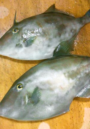 うまづらはぎ捌き方（自己流旨あしからず）-レシピのメイン写真