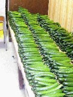 美味しい胡瓜のぬか漬け-レシピのメイン写真