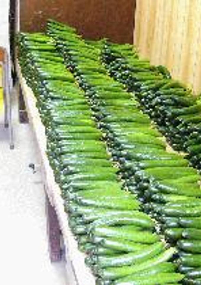 美味しい胡瓜のぬか漬け-レシピのメイン写真
