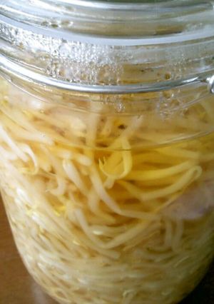 わが家の酢漬けもやし～おいしい保存法♪～-レシピのメイン写真