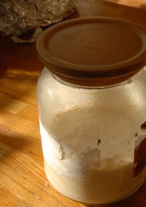 自家製天然酵母で元種作り！-レシピのメイン写真
