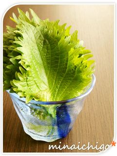 *長持ち大葉(青じそ)の保存法*-レシピのメイン写真