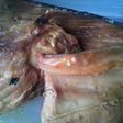 魚のアラ第6段!!鮪の焼き肉タレ漬け焼き