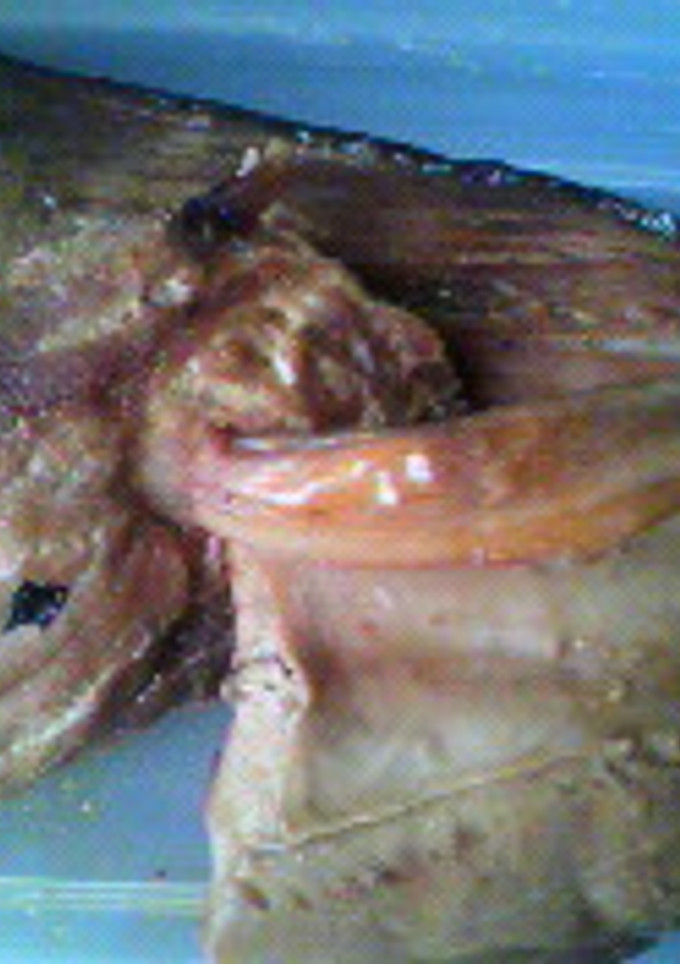 魚のアラ第6段！！鮪の焼き肉タレ漬け焼き-レシピのメイン写真