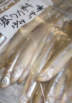 生ワカサギの冷凍保存（バラ凍結）-レシピのメイン写真