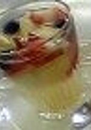 ゆずのゼリー（やよい会）-レシピのメイン写真