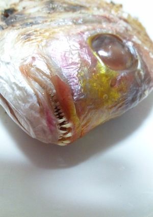 めで鯛!!!-レシピのメイン写真