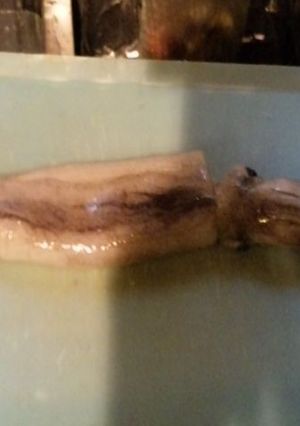 烏賊のさばき方①本体-レシピのメイン写真
