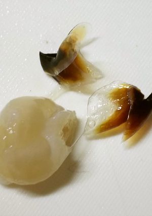 烏賊（イカ）の　”くち”　を食する-レシピのメイン写真