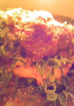 焼豚温泉卵キムチほうれん草のピリ辛丼-レシピのメイン写真