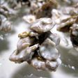 お急ぎバレンタインのコーンフレークチョコ