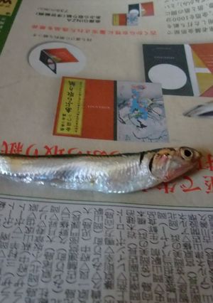 簡単☆こいわしのさばき方-レシピのメイン写真