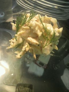 鶏ササミの香草マリネ-レシピのメイン写真
