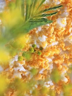 わあきれい!ゆで卵で❁ミモザの花飾り-レシピのメイン写真
