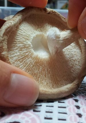 生椎茸の石づきの取り方-レシピのメイン写真