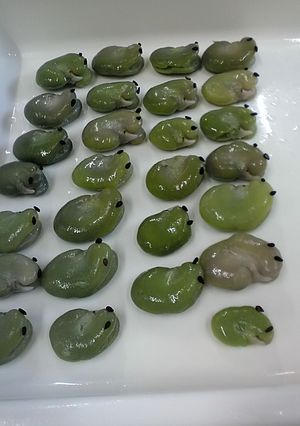そら豆でアマガエルの整列-レシピのメイン写真
