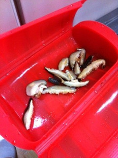 干し椎茸の簡単な戻し方-レシピのメイン写真