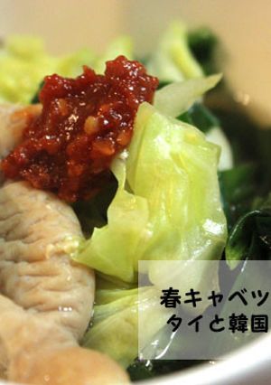春キャベツのもつ鍋　タイと韓国と日本編-レシピのメイン写真