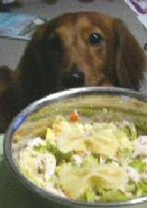 おからとパスタの混ぜご飯(ワンコ用)-レシピのメイン写真