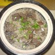 排骨鼓飯~スペアリブの土鍋ご飯~